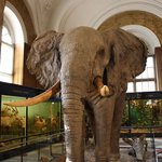 Brussels Africa Museum
