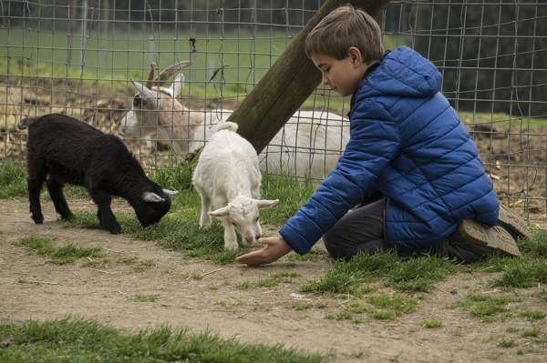 Brussels Zoo mini farm goats