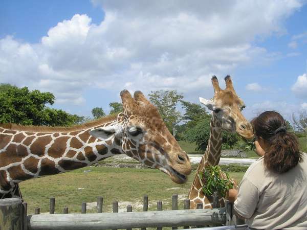 Brussels Zoo giraffes animals feeding