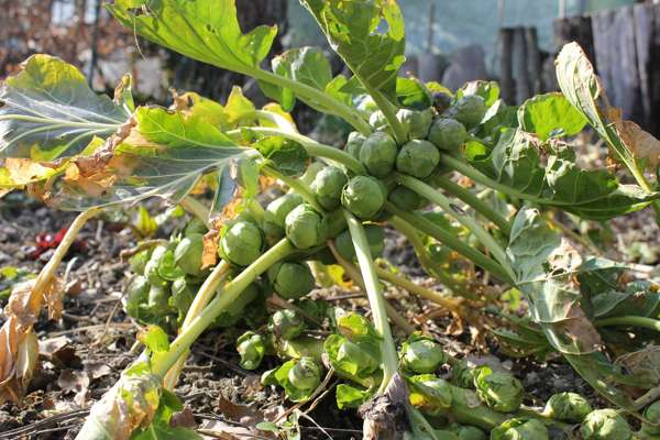 Brussels sprouts plant growing on field in soil