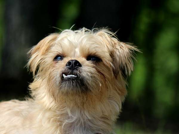 Brussels griffon dog breed face with tooth sticking out